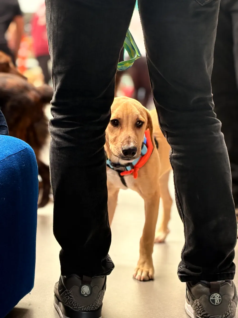 Cachorro con collar rojo caminando entre las piernas de los asistentes al evento.