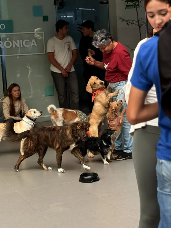 Foto 154 de la jornada: evento de adopción responsable.